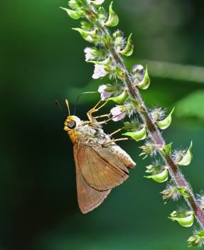 Dun Skipper